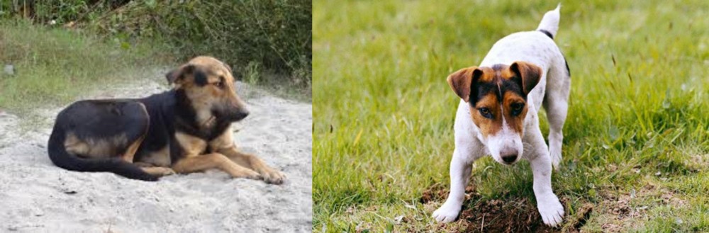 Russell Terrier vs Indian Pariah Dog - Breed Comparison