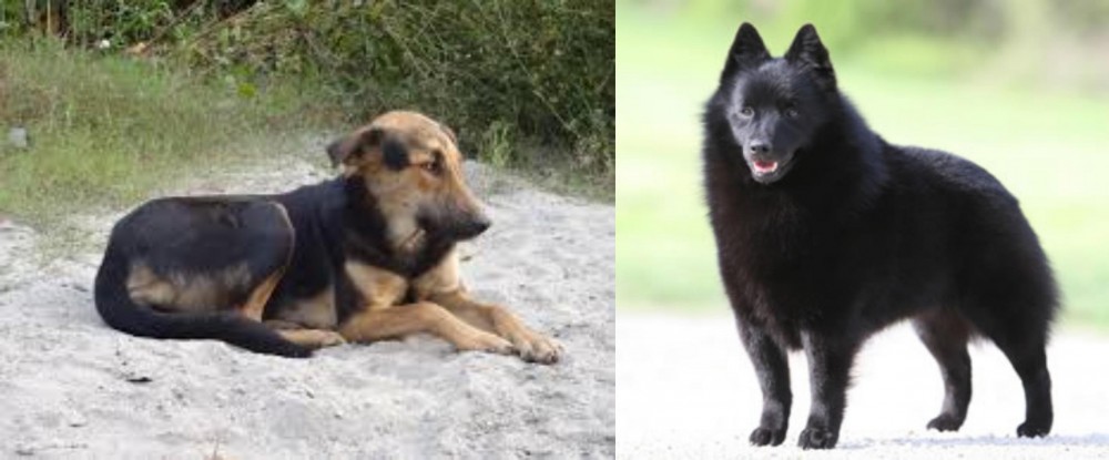 Schipperke vs Indian Pariah Dog - Breed Comparison