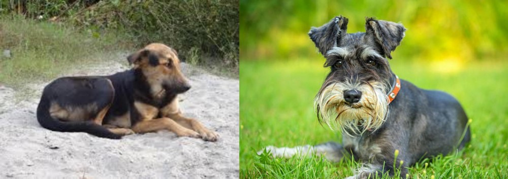 Schnauzer vs Indian Pariah Dog - Breed Comparison
