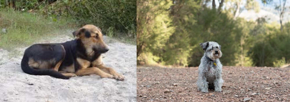 Schnoodle vs Indian Pariah Dog - Breed Comparison