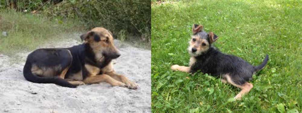 Schnorkie vs Indian Pariah Dog - Breed Comparison