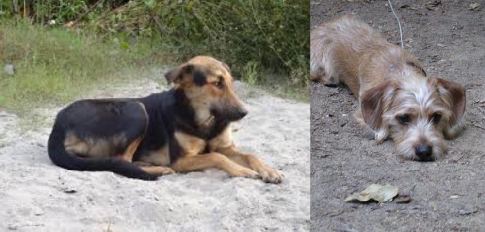 Schweenie vs Indian Pariah Dog - Breed Comparison