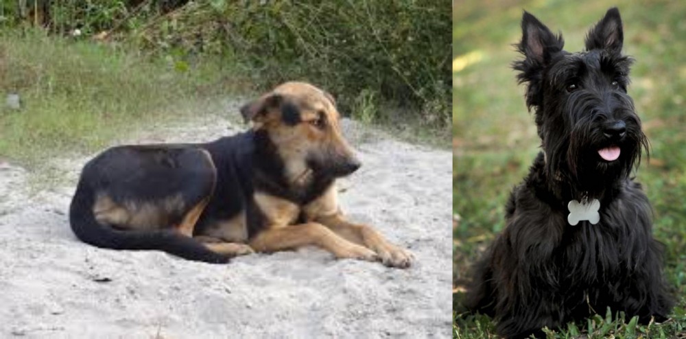Scoland Terrier vs Indian Pariah Dog - Breed Comparison