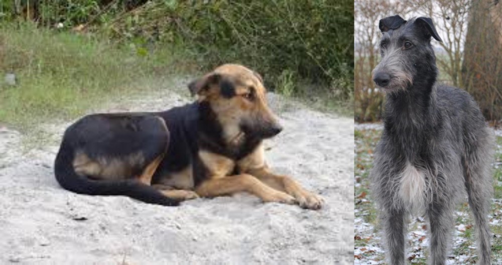 Scottish Deerhound vs Indian Pariah Dog - Breed Comparison