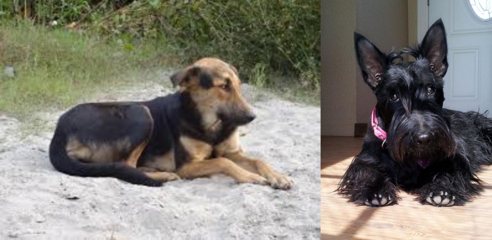 Scottish Terrier vs Indian Pariah Dog - Breed Comparison