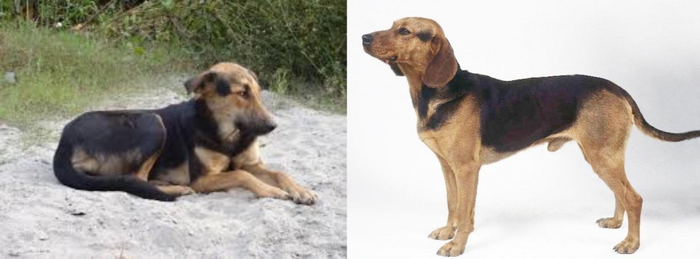 Serbian Hound vs Indian Pariah Dog - Breed Comparison