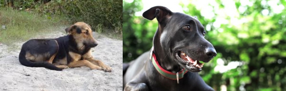 Shepard Labrador vs Indian Pariah Dog - Breed Comparison