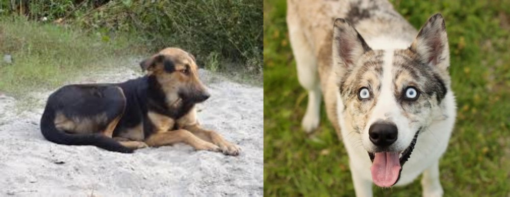 Shepherd Husky vs Indian Pariah Dog - Breed Comparison
