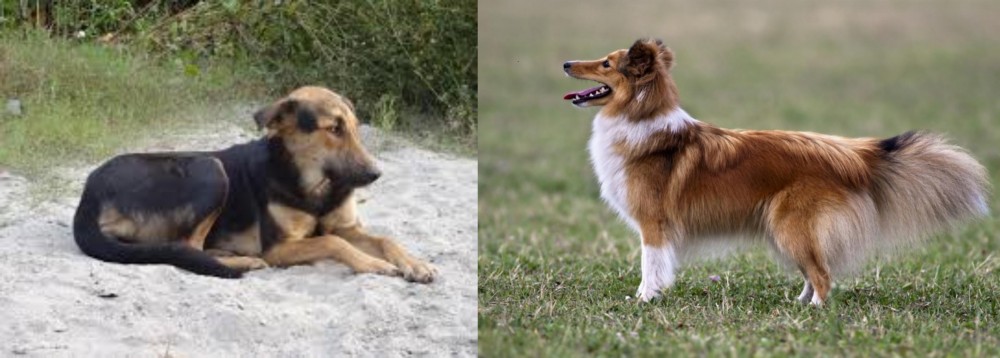 Shetland Sheepdog vs Indian Pariah Dog - Breed Comparison