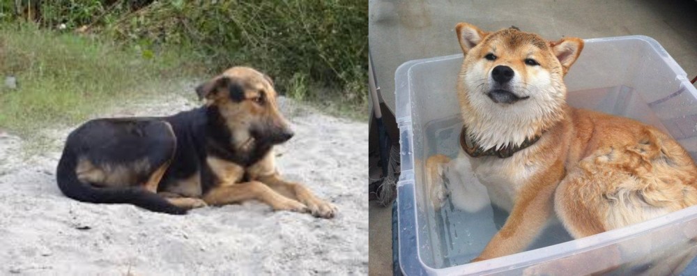 Shiba Inu vs Indian Pariah Dog - Breed Comparison
