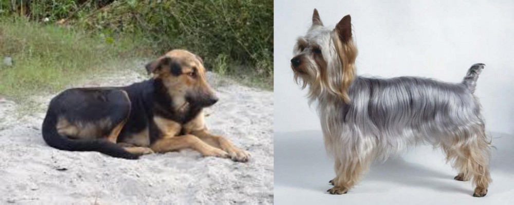 Silky Terrier vs Indian Pariah Dog - Breed Comparison