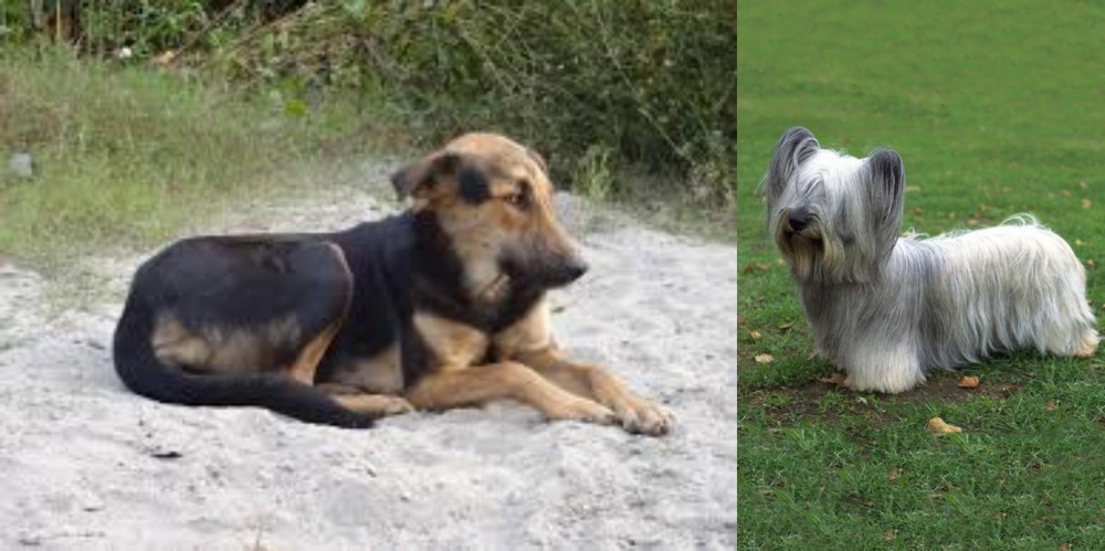 Skye Terrier vs Indian Pariah Dog - Breed Comparison