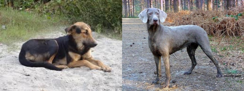 Slovensky Hrubosrsty Stavac vs Indian Pariah Dog - Breed Comparison