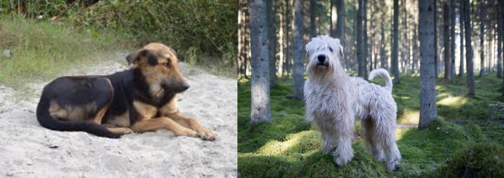 Soft-Coated Wheaten Terrier vs Indian Pariah Dog - Breed Comparison