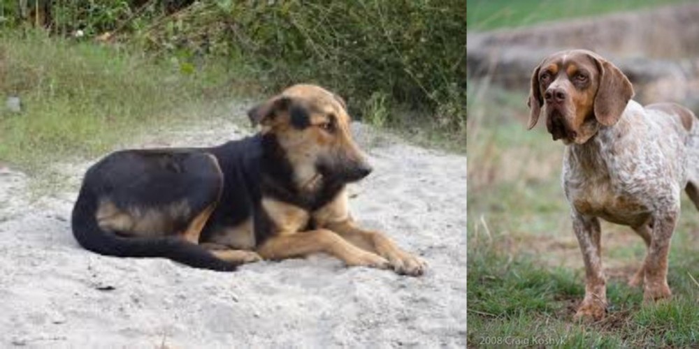 Spanish Pointer vs Indian Pariah Dog - Breed Comparison