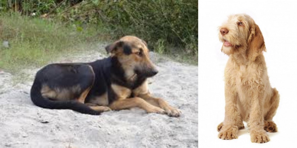 Spinone Italiano vs Indian Pariah Dog - Breed Comparison
