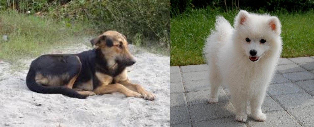 Spitz vs Indian Pariah Dog - Breed Comparison