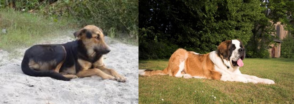St. Bernard vs Indian Pariah Dog - Breed Comparison