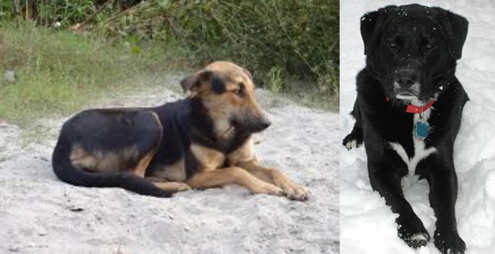 St. John's Water Dog vs Indian Pariah Dog - Breed Comparison