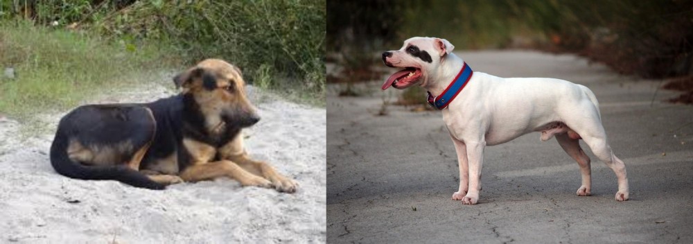 Staffordshire Bull Terrier vs Indian Pariah Dog - Breed Comparison