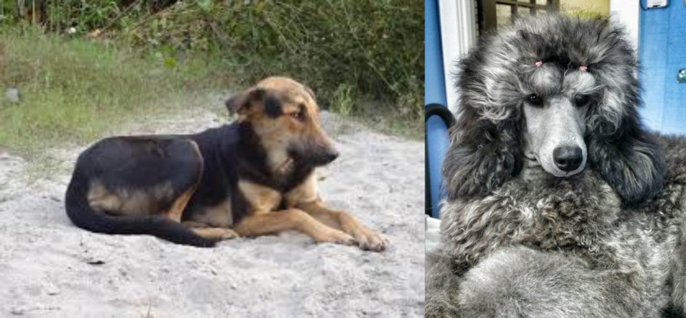 Standard Poodle vs Indian Pariah Dog - Breed Comparison