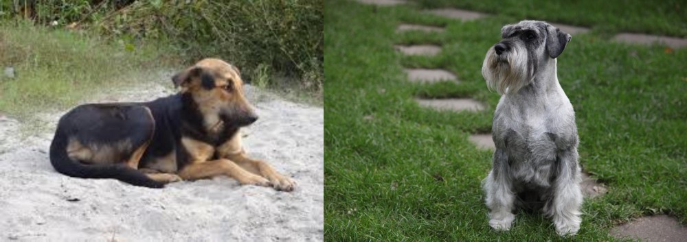 Standard Schnauzer vs Indian Pariah Dog - Breed Comparison