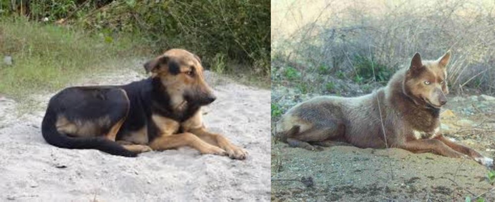 Tahltan Bear Dog vs Indian Pariah Dog - Breed Comparison