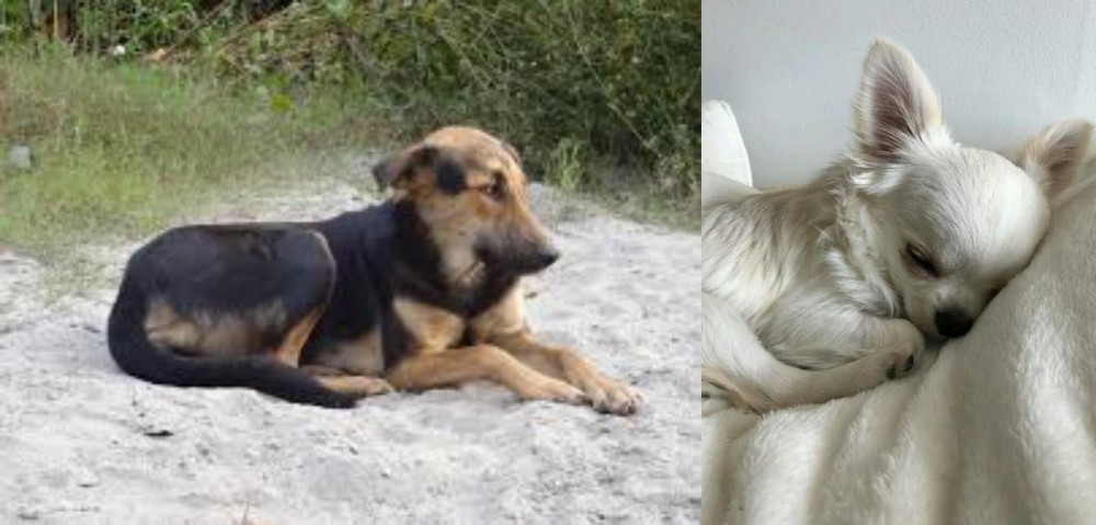 Tea Cup Chihuahua vs Indian Pariah Dog - Breed Comparison