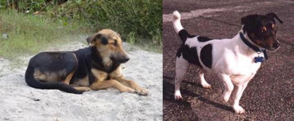 Teddy Roosevelt Terrier vs Indian Pariah Dog - Breed Comparison