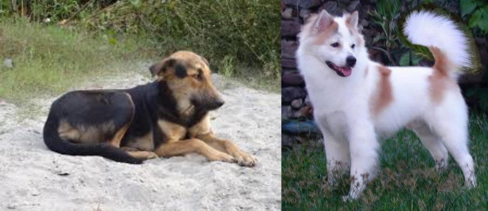 Thai Bangkaew vs Indian Pariah Dog - Breed Comparison