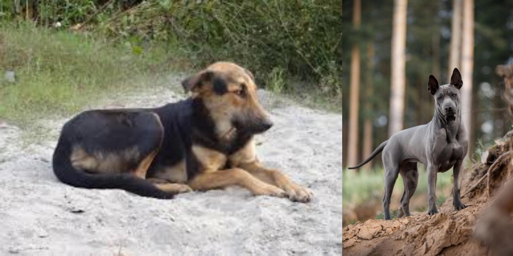 Thai Ridgeback vs Indian Pariah Dog - Breed Comparison