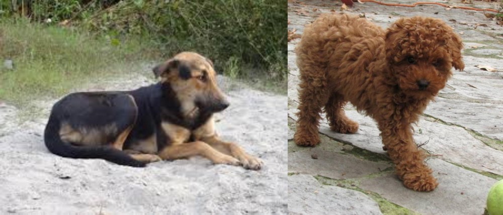 Toy Poodle vs Indian Pariah Dog - Breed Comparison