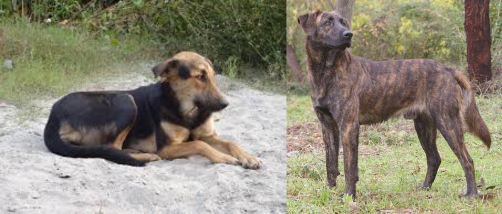 Treeing Tennessee Brindle vs Indian Pariah Dog - Breed Comparison