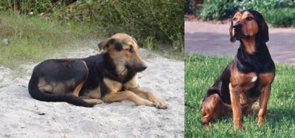 Tyrolean Hound vs Indian Pariah Dog - Breed Comparison