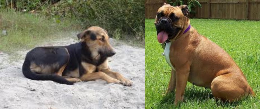 Valley Bulldog vs Indian Pariah Dog - Breed Comparison