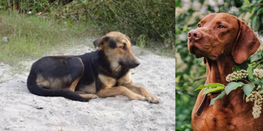 Vizsla vs Indian Pariah Dog - Breed Comparison