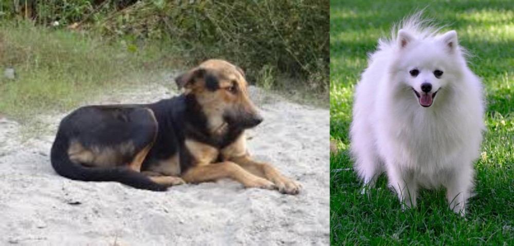Volpino Italiano vs Indian Pariah Dog - Breed Comparison