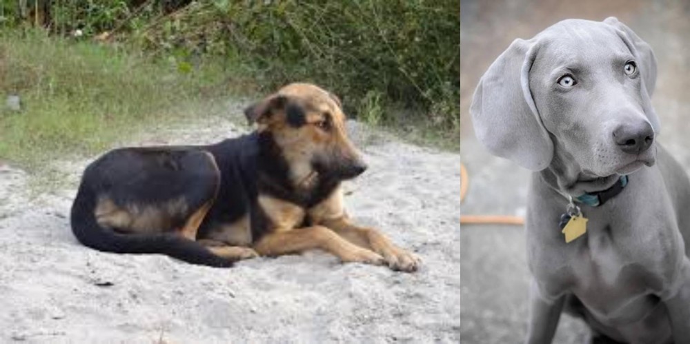 Weimaraner vs Indian Pariah Dog - Breed Comparison