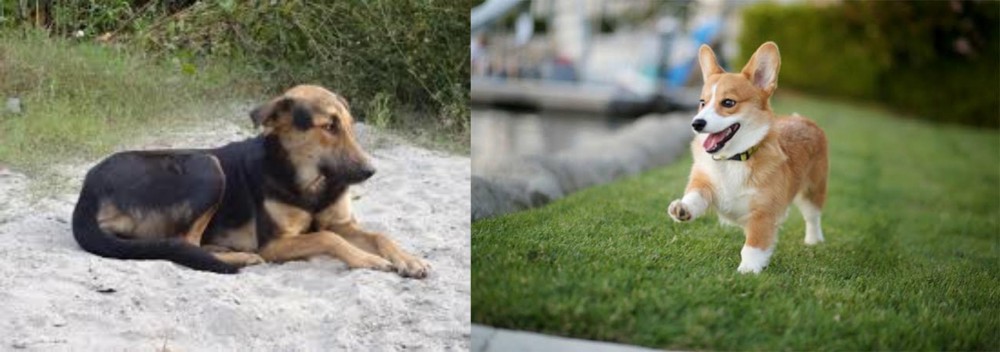 Welsh Corgi vs Indian Pariah Dog - Breed Comparison