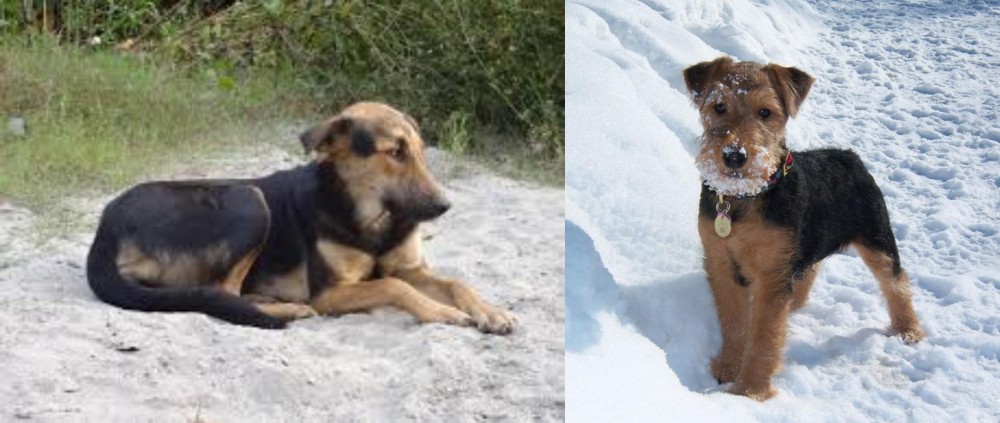 Welsh Terrier vs Indian Pariah Dog - Breed Comparison