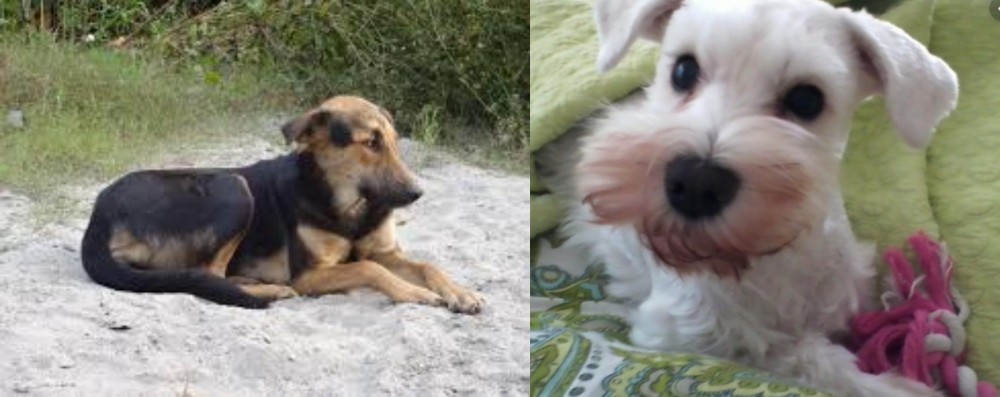 White Schnauzer vs Indian Pariah Dog - Breed Comparison