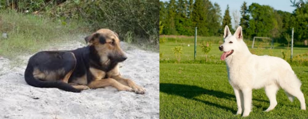White Shepherd vs Indian Pariah Dog - Breed Comparison