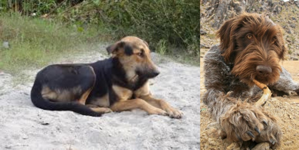 Wirehaired Pointing Griffon vs Indian Pariah Dog - Breed Comparison