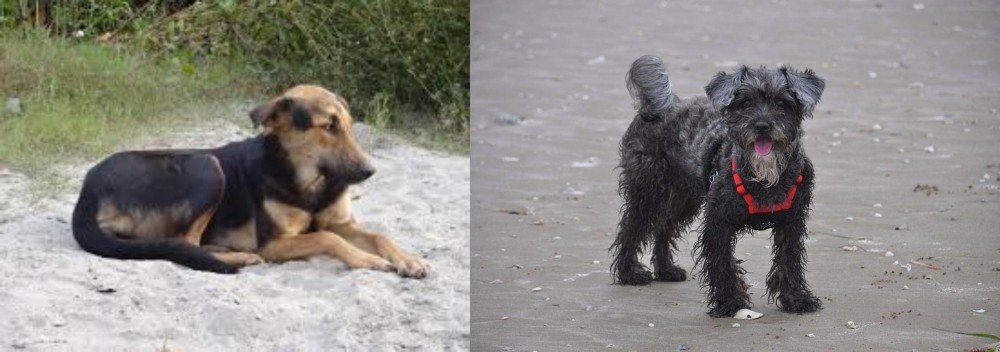 YorkiePoo vs Indian Pariah Dog - Breed Comparison