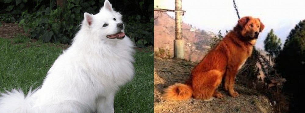 Himalayan Sheepdog vs Indian Spitz - Breed Comparison