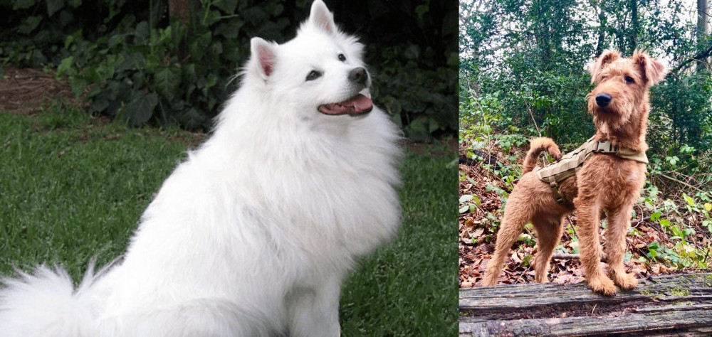 Irish Terrier vs Indian Spitz - Breed Comparison