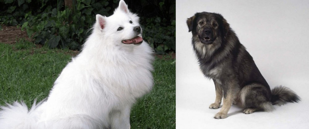 Istrian Sheepdog vs Indian Spitz - Breed Comparison