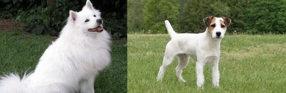Jack Russell Terrier vs Indian Spitz - Breed Comparison