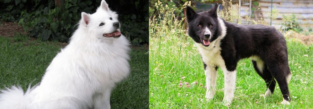 Karelian Bear Dog vs Indian Spitz - Breed Comparison