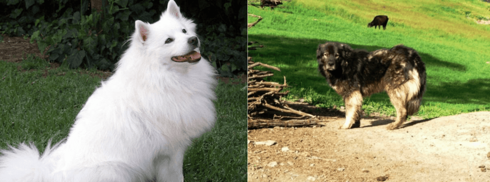 Kars Dog vs Indian Spitz - Breed Comparison